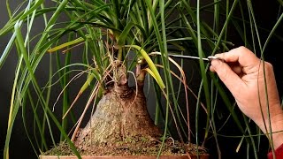 Ponytail Palm Bonsai Oct 2016 [upl. by Htenek]