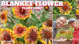 Blanket Flower Care  Gaillardia Plant Chat [upl. by Hras]