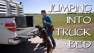 Teach Your Dog To Jump Into The Truck Bed [upl. by Boycey]