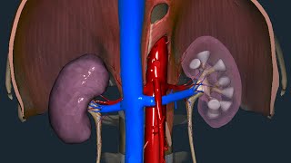 Rene  Anatomia macroscopica [upl. by Ardnuyek]