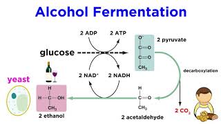 Anaerobic Respiration and Fermentation [upl. by Noled661]