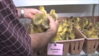 How to Sex Ducklings and Goslings  Metzer Farms [upl. by Bernadine]