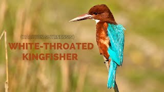 Whitethroated kingfisher  Whitethroated kingfisher Call Song  Whitethroated kingfisher Sounds [upl. by Eelinej]