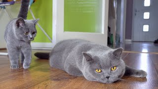 Blue British Shorthair Cats [upl. by Liryc156]