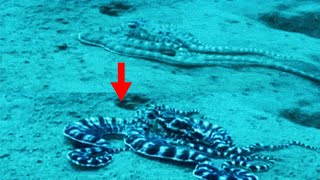 15 Interesting Facts About the Mimic Octopus [upl. by Akinet]