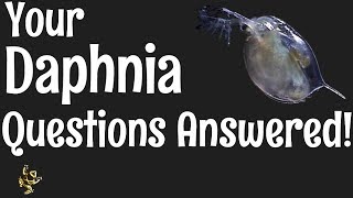 Daphnia Questions Answered [upl. by Lledraw]