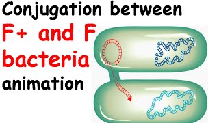 conjugation between f  and f bacteria animation [upl. by Mainis]