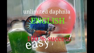 daphnia moina culture Easy way Unlimited production English  with sub Green water Chlorella [upl. by Cleopatra]