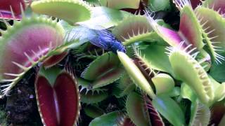 Plantes Carnivores  Dionaea Muscipula 2013 [upl. by Sadinoel704]