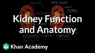 Kidney function and anatomy  Renal system physiology  NCLEXRN  Khan Academy [upl. by Brost]