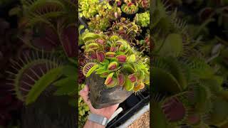 Dionaea muscipula Low Giant [upl. by Rist]