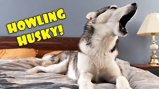 Howling Husky  My Dog Teaches Me to Howl [upl. by Valeta]