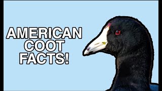 The Life of the Coot  American Coot Facts [upl. by Lytle]