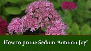 How to Prune Sedum Autumn Joy [upl. by Sparrow]