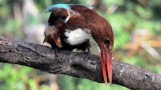 WHITE THROATED KINGFISHER [upl. by Ayatnwahs]