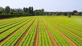 LAgriculture Au Senegal [upl. by Panther]