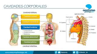 CAVIDADES CORPORALES  Resúmenes de Anatomía y Fisiología [upl. by Serica860]