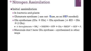 133Nitrogen Assimilation [upl. by Ligriv]