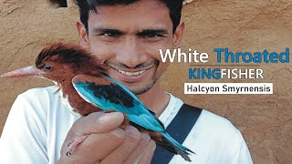 White Throated Kingfisher Bird Az information Hindi [upl. by Enram]