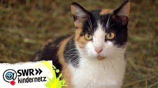 Die faszinierenden Sinne der Katzen  OLIs Wilde Welt  SWR Kindernetz [upl. by Attekram110]