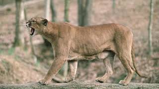 Mountain Lion Audio Calls By ODFW Wildlife Technician Scott Napoli Sept 2020 [upl. by Hsak]