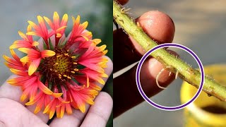 Grow Gaillardia from Cuttings in Water No Seeds Needed [upl. by Dempsey]