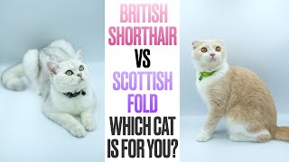 British Shorthair VS Scottish FoldWhich Cat is For You [upl. by Auberon107]