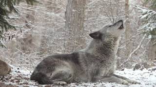 Wolfs Sweet Voice Inspires 50 Wolves to Howl [upl. by Schuman625]