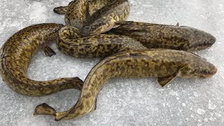 Burbot Eelpout Lawyer  Catch Clean Cook Eat [upl. by Deanna293]