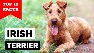 Irish Terrier  Top 10 Facts [upl. by Ellehcram]