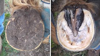 Horse Hoof RESTORATION  Satisfying  HORSE HOOF TRIMMING [upl. by Rosamund]