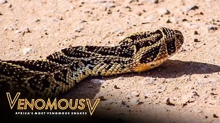 What Makes Puff Adders So Deadly  The Venomous 5 [upl. by Scevor]