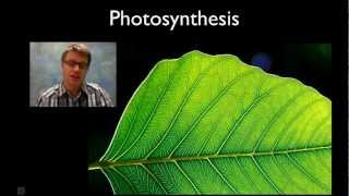 Photosynthesis [upl. by Langley]