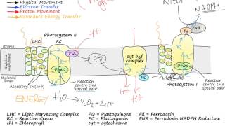 Photosynthetic Electron Transport [upl. by Lucais641]