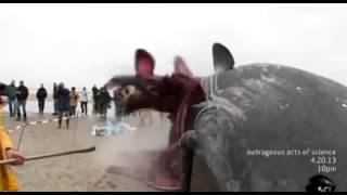 Whale Carcass Explodes on Dutch Beach [upl. by Imas489]