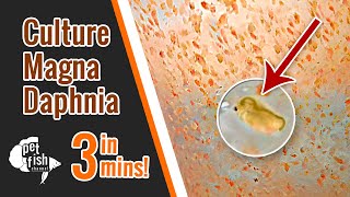 How to culture DAPHNIA MAGNA  The easy way [upl. by Avahc]