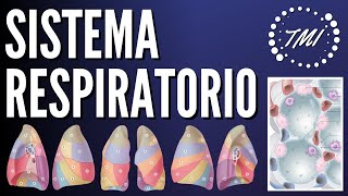 Anatomía y Fisiología Respiratoria Explicado Claramente [upl. by Zoeller]