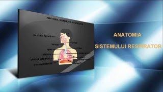 Lecția 29 Anatomia sistemului respirator [upl. by Manvell]