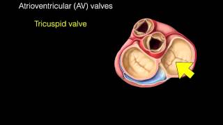 Heart Valves [upl. by Anen]