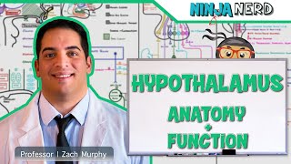 Neurology  Hypothalamus Anatomy amp Function [upl. by Arsuy]