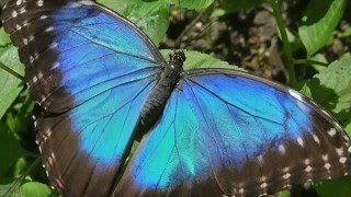 Blue Morpho Butterfly Facts [upl. by Lilac]