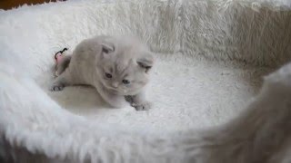 British Shorthair Kitten [upl. by Anileba264]