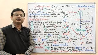 Diabetes Mellitus Part10 Mechanism of Action of Sulfonylurease  Antidiabetic Drugs  Diabetes [upl. by Lundberg220]