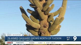 How did a saguaro get 78 arms [upl. by Akire]