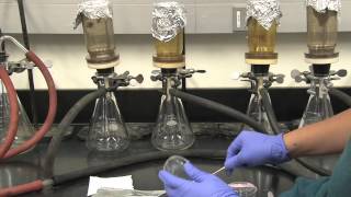 Coliform Bacteria Analysis [upl. by Halueb]