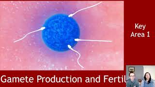 Gamete Production and Fertilisation [upl. by Braca]