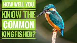 Common Kingfisher  Description Characteristics and Facts [upl. by Kcirdot]