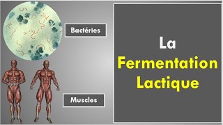 La Fermentation Lactique [upl. by Philipps]