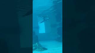 Clearwater marine aquarium clearwater florida [upl. by Lucille]