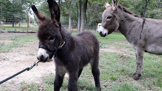 Halter Breaking Our Baby Miniature Donkey [upl. by Miksen]